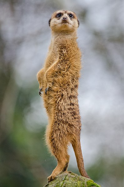 meercat standing