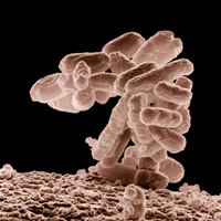 microbe colony