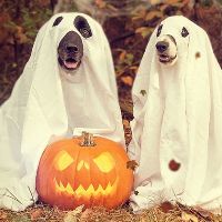 ghost dogs and pumpkin