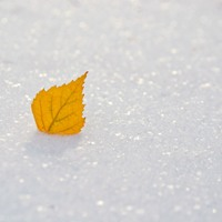 yellow leaf in the snow